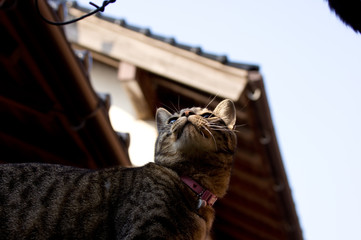 我が輩は猫である