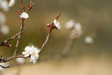Almond flowers