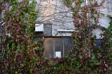 Fototapeta na wymiar 日本の岡山の蔦の絡まる建物