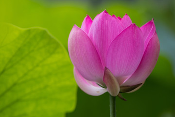 Obraz premium 7月の朝