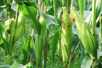 Corn farm. corn field with corn flower blooming