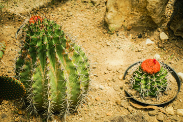 a small cactus rounded with barrel shape and spike with red flower bloom on top - photo bogor