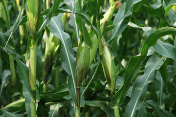 Corn farm. corn field with corn flower blooming