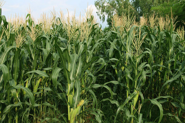 Corn farm. corn field with corn flower blooming