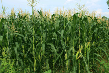 Obraz premium Corn farm. corn field with corn flower blooming