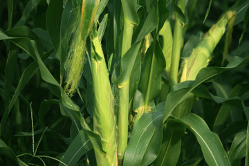 Corn farm. corn field with corn flower blooming