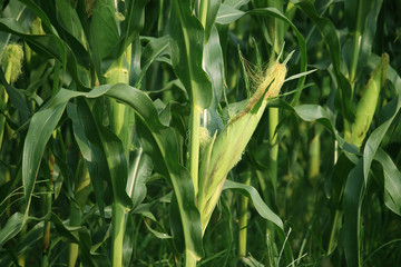 Corn farm. corn field with corn flower blooming