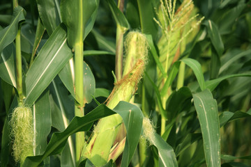 Corn farm. corn field with corn flower blooming