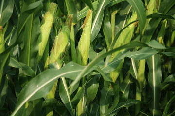 Corn farm. corn field with corn flower blooming