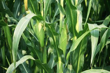 Corn farm. corn field with corn flower blooming