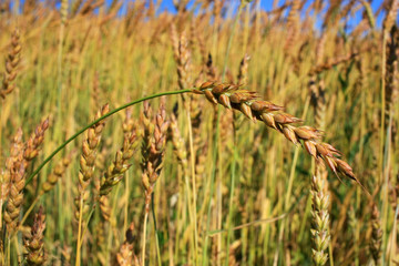 Ripe wheat ears in a field