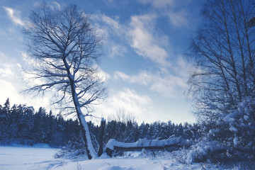 Winter landscape. Northern coniferous forest after snowfall