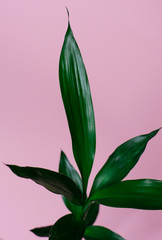 Bamboo leaves on pink background