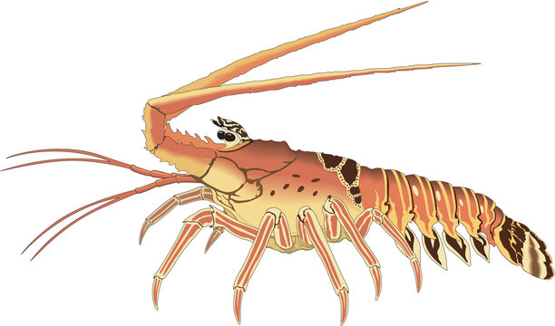 Spiny Lobster Vector Illustration