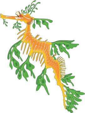 Leafy Sea Dragon Vector Illustration
