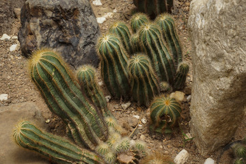 a barrel shape cactus with green color with spike and thorn on the ground soil - photo bogor