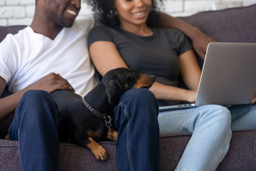 Clever dachshund dog lays down on black family knees enjoys relaxation looking at laptop screen,...