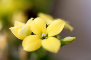 Gelbe Blume Makro