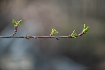 Young green leaves on a branch of lilac in early spring. Horizontal photography