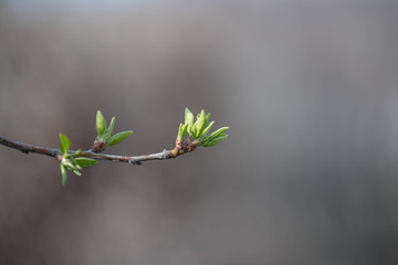 Young green leaves on a branch of lilac in early spring. Horizontal photography