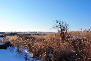 Willow tree without leaves on meadow with yellow reeds and trees lines on horizon background,  winter landscape, blue sky