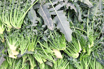 variety of broccoli called BROCCOLO FIOLARO in Italian typical o