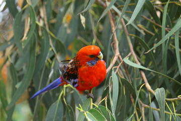 Parrots in Australia are diverse and colorful, photographed in the southern part of Australia and Kangaroo Island