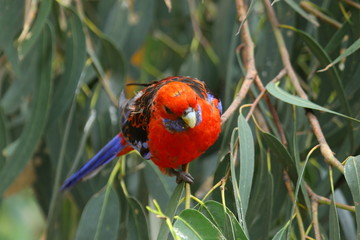 Parrots in Australia are diverse and colorful, photographed in the southern part of Australia and Kangaroo Island