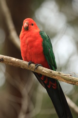 Parrots in Australia are diverse and colorful, photographed in the southern part of Australia and Kangaroo Island
