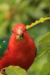 Parrots in Australia are diverse and colorful, photographed in the southern part of Australia and Kangaroo Island