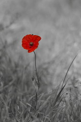 Red poppy flower on a black and white background	