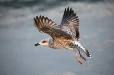 seagull flies over the stormy sea