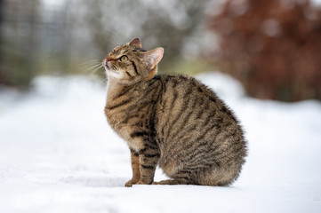 Katze im Schnee auf Futtersuche
