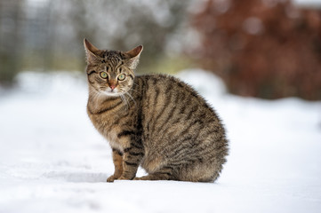 getiegerte Katze im Schnee