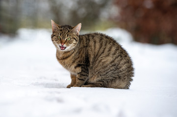 Katze im Schnee auf Futtersuche