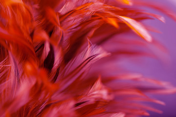 Blur styls and soft color of chickens feather texture for background, Abstract colorful