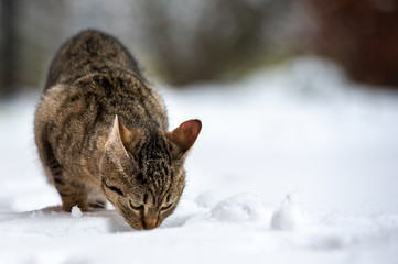 Katze im Schnee auf Futtersuche
