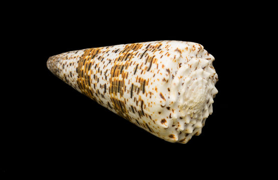 isolated seashell on a black background