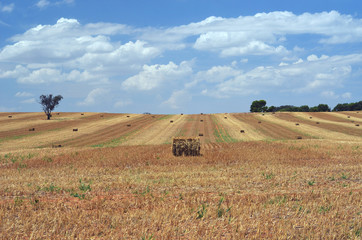 Fototapeta na wymiar Harvested field with scattered hay bales under a cloud filled blue sky. Farmland near Young, central west New South Wales, Australia.