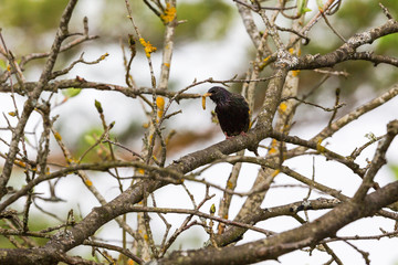 Starling with a caterpillar in spring