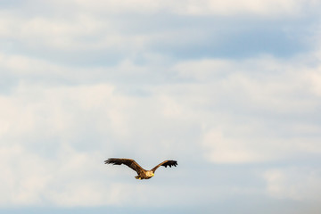 White Tailed eagle flying with spread wings in the sky