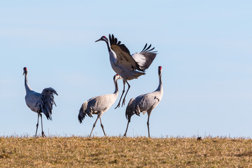 Crane dancing in the spring