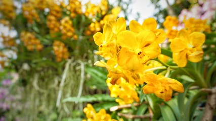 Naklejka na ściany i meble yellow orchid flowers in the garden