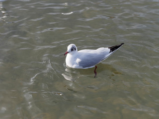 Fototapeta premium Chroicocephalus ridibundus - Mouette rieuse adulte sur l'eau au plumage blanc d'hiver avec une tâche noire sur derrière l'oeil 