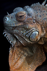 Iguana azul y marron exotica fotografia de cabeza perfil