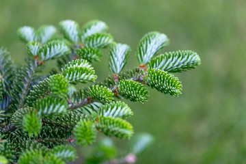 Branch of fir closeup on green background.Evergreen fir-tree as wallpaper.