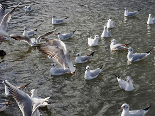 Chroicocephalus ridibundus - Plusieurs mouettes rieuses d'aspects différents sur l'eau