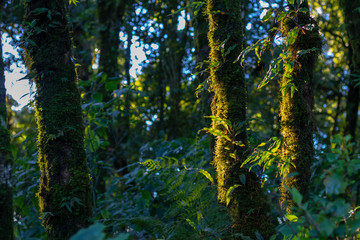 Trees in the forest have mosses and ferns along the trunk. And the morning light hits