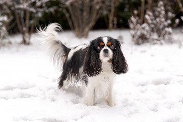 Fototapeta premium Cute dog on the snow