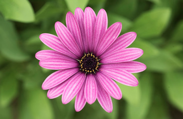 Obraz premium African daisy or shrubby daisy.